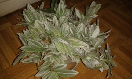 Традесканция трехцветная