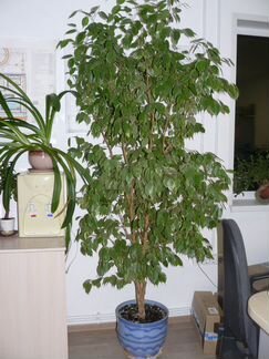 Фикус бенджамина