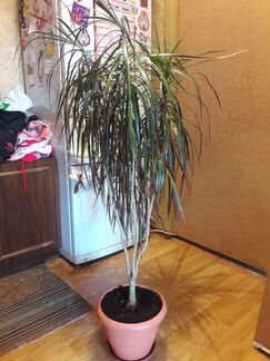 Драцена растение