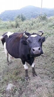 Продам коров - фотография № 7