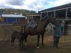 Лошадь с жеребенком объявление продам