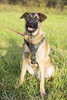 Рэй в поисках дома