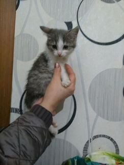 Котенок (девочка, 1.5 месяца) в добрые руки