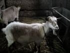 Продается коза 3года
