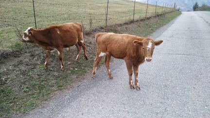 Корова и два теленка - фотография № 2