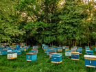 Пчелопакеты, отводки, семьи. среднерусская пчела
