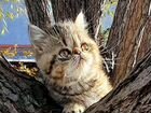 Экзотический персидский котенок объявление продам