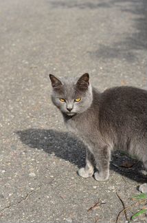 Красивая кошечка-метис