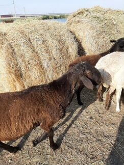Продам овец курдючных на племя - фотография № 9