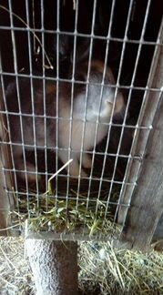 Кролики,козы - фотография № 2