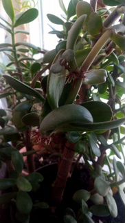 Денежное дерево (Тролтянка)