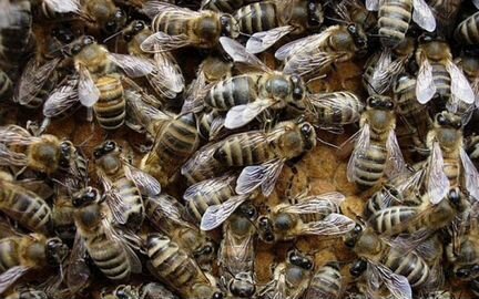 Рои пчёл (карпатки) с продуктивной маткой