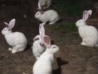 Кролики белый великан объявление продам