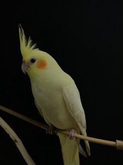 Попугай корелла птенцы