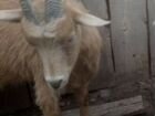 Зааненская дойная коза объявление продам