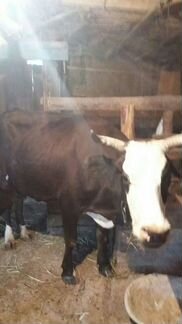 Корова дойная с теленком 4 мес можно отдельно - фотография № 1