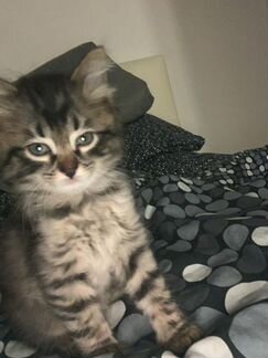 Кошка