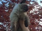 Невский Маскорадный кот на вязку