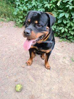 Ротвейлер вязка/случка