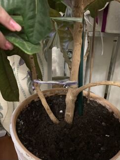 Кротон (декоративно-лиственное растение)