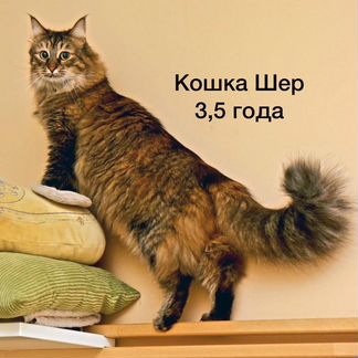 Кошка (семья кошек)