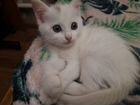 Подарю котёнка турецкой ангорки