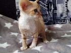 Девон-рекс котик объявление продам