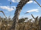 Пшеница тритикале, урожай 2021 года