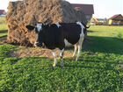 Корова дойная молочная Стельная объявление продам