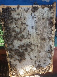 Пчелопакеты и пчеломатки