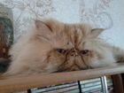 Персидский кот вязка