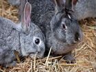 Кролики самцы/самки цена договорная