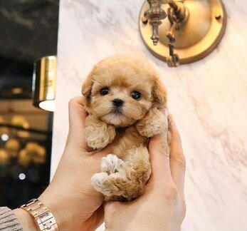 Мальтипу Микро Импорт Корея