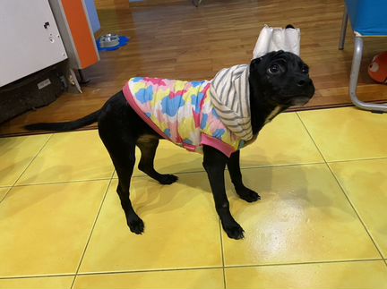 Одежда для собак