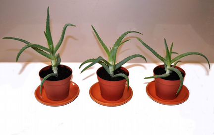 Комнатное растение-алоэ