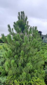 Саженцы Сосна веймутова