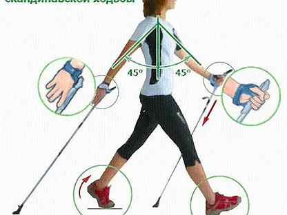 Мышцы задействованные при скандинавской ходьбе