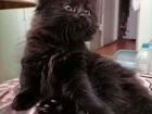 Сибирская чёрная кошка
