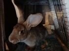 Кролики великаны объявление продам