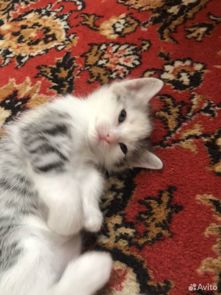 Котята