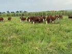 Казакские белоголовые гелефорд коровы
