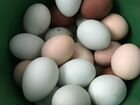 Инкубационное яйцо маран легбар объявление продам