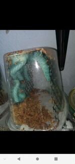 Гусеница табачного бражника