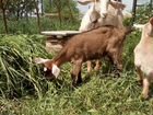 Козочки и коза дойная нубийцы