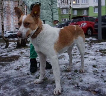 Лёха добрейший молодой пёс