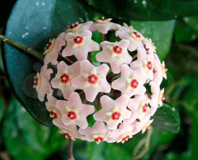 Цветы:Хойя восковой плющ Сarnosa и Белла ампельная