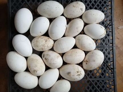 Инкубационное яйцо гусей