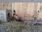 Охотничий фазан и фазан румынский, фазанята охотни объявление продам