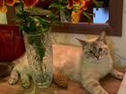Невская маскарадная кошка ищем жениха той же пород