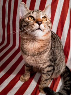 Котик 6 месяцев ищет своих любящих хозяев